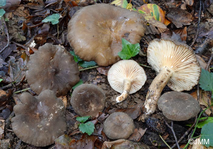 Lactarius romagnesii