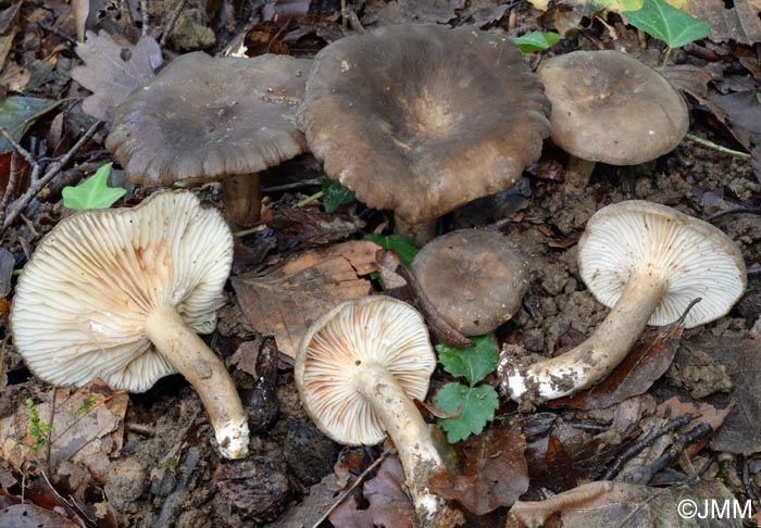 Lactarius romagnesii