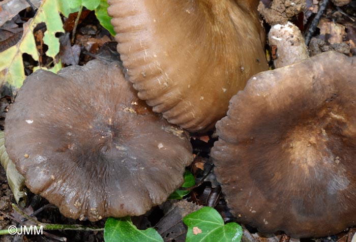 Lactarius romagnesii