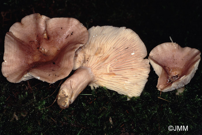 Lactarius roseozonatus 