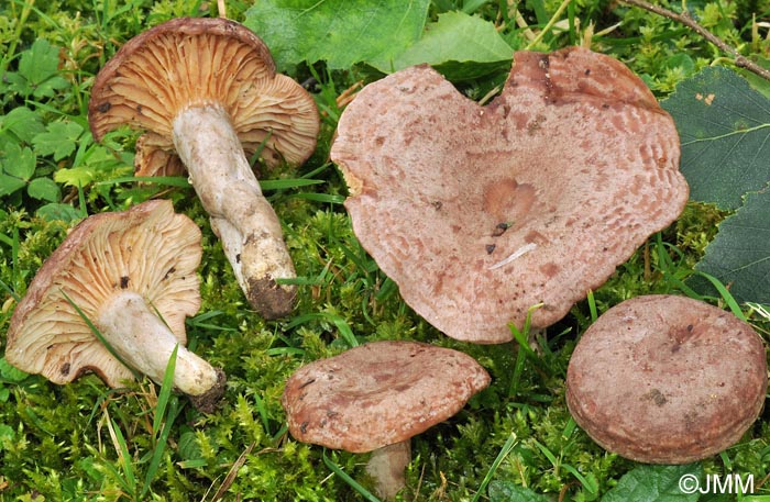 Lactarius roseozonatus