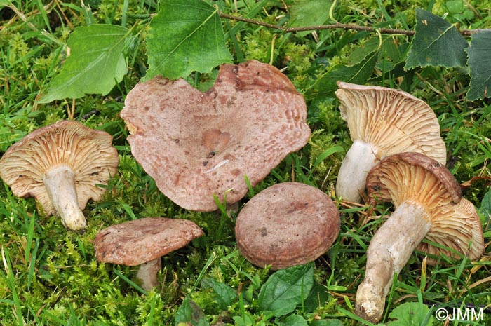 Lactarius roseozonatus