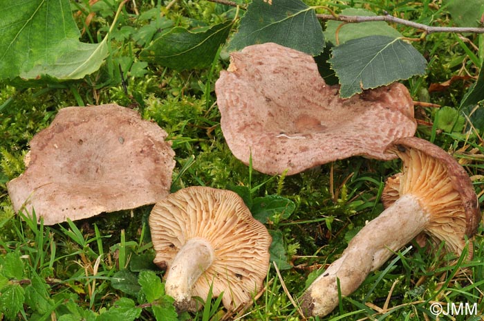 Lactarius roseozonatus