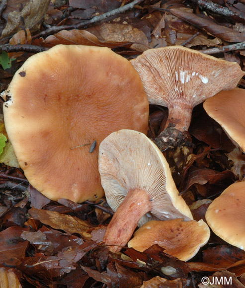 Lactarius rubrocinctus