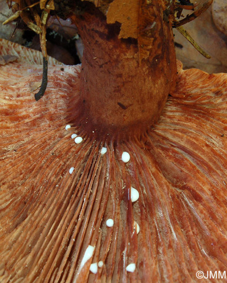 Lactarius rubrocinctus