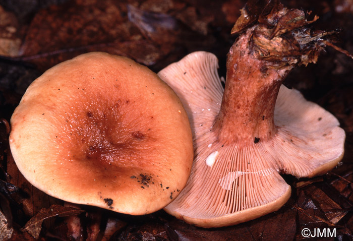 Lactarius rubrocinctus