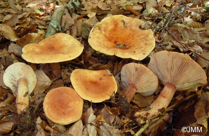 Lactarius rubrocinctus