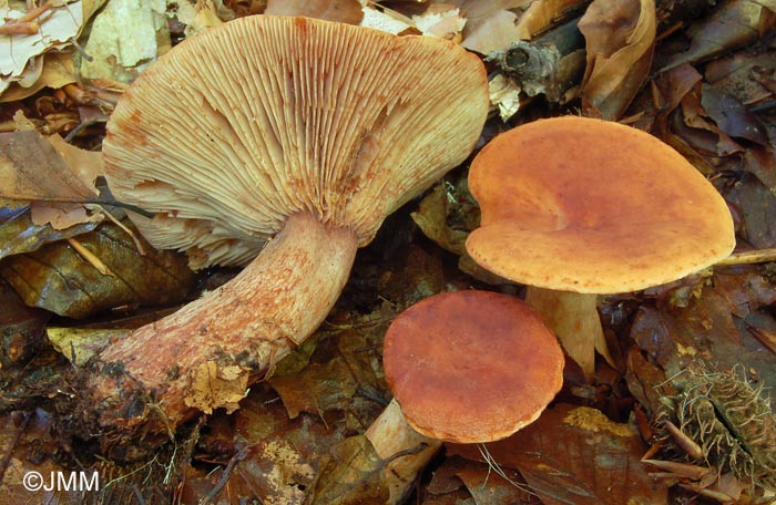 Lactarius rubrocinctus