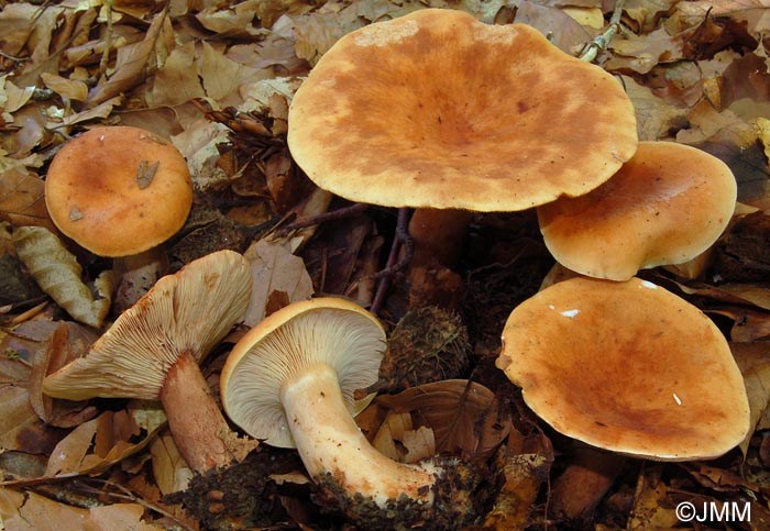 Lactarius rubrocinctus