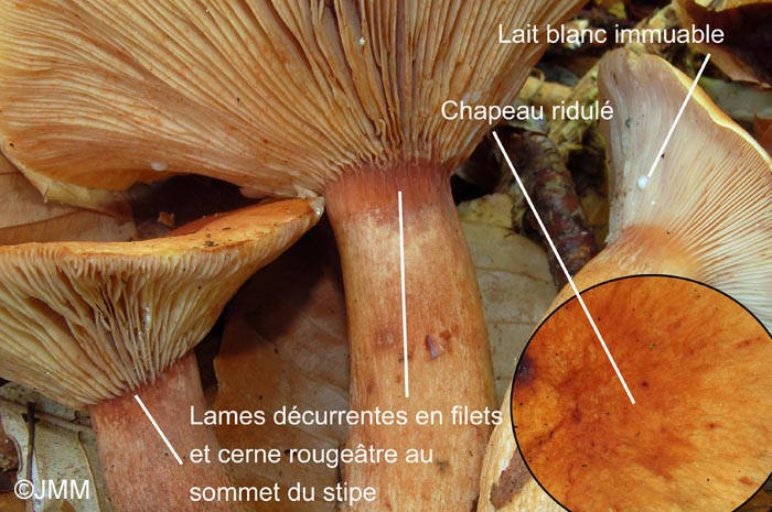 Lactarius rubrocinctus, principaux caractères.