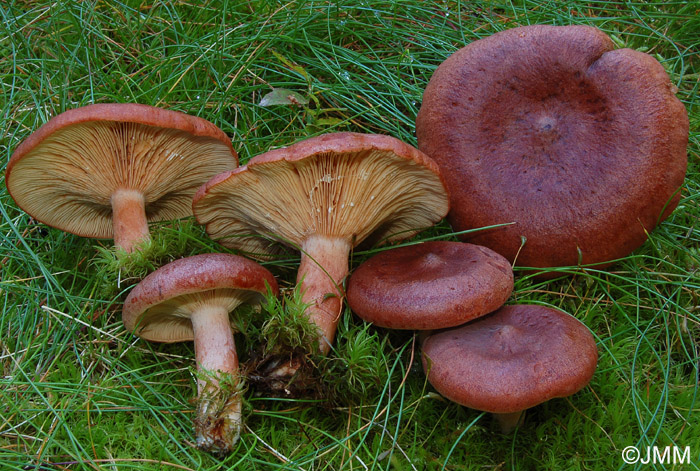 Lactarius rufus