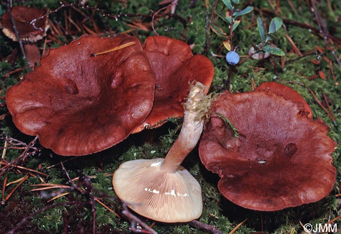 Lactarius rufus