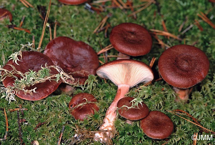 Lactarius rufus