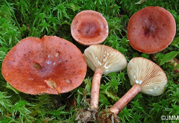 Lactarius rufus