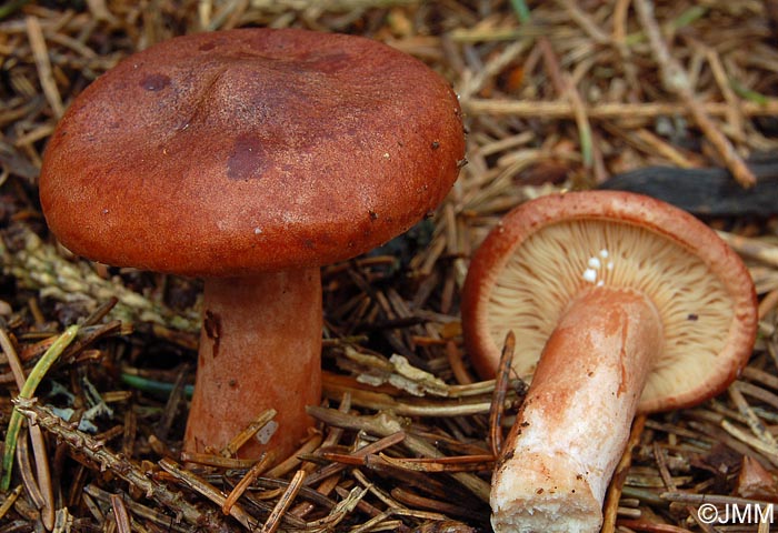 Lactarius rufus