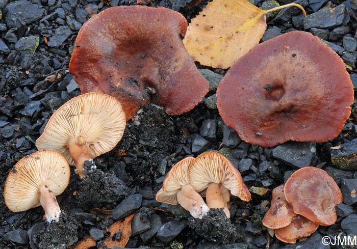 Lactarius rufus