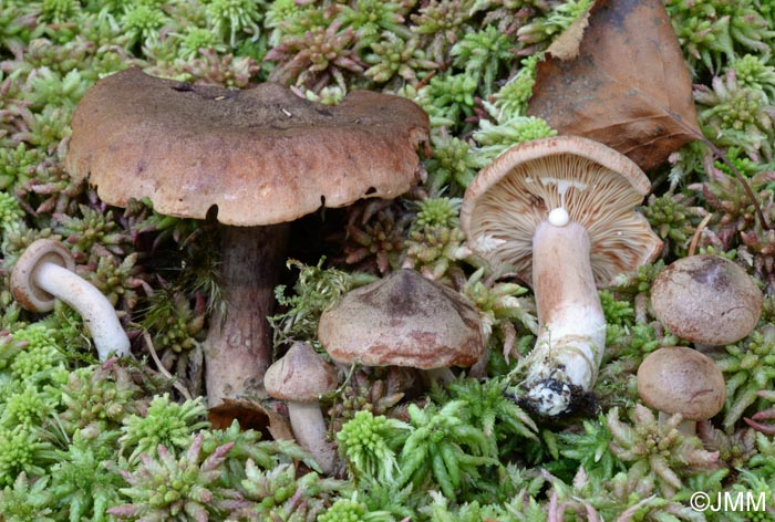 Lactarius rufus