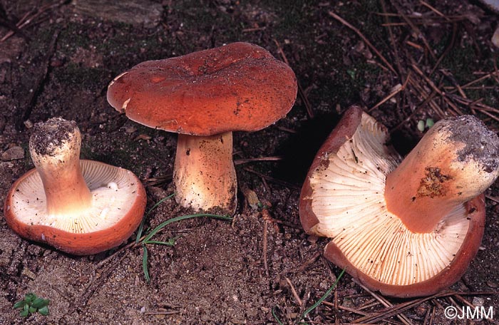 Lactarius rugatus