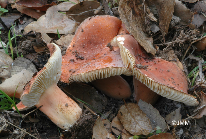 Lactarius rugatus