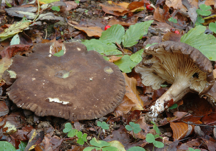 Lactarius ruginosus