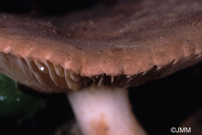 Lactarius ruginosus