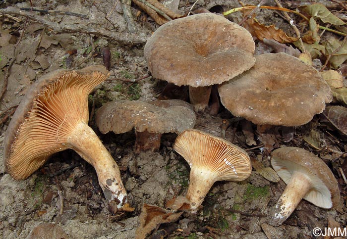 Lactarius ruginosus