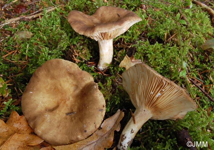 Lactarius ruginosus