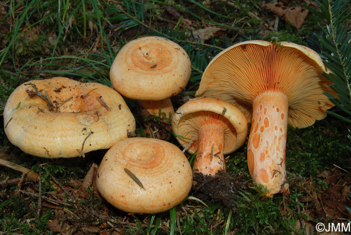 Lactarius salmonicolor 