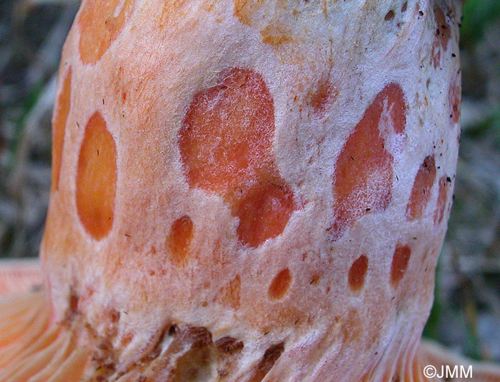 Lactarius salmonicolor : dtail des scrobicules du stipe