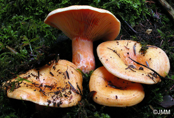 Lactarius salmonicolor