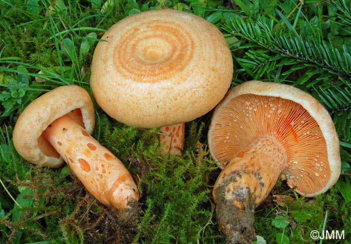 Lactarius salmonicolor