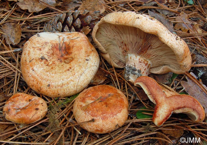 Lactarius sanguifluus