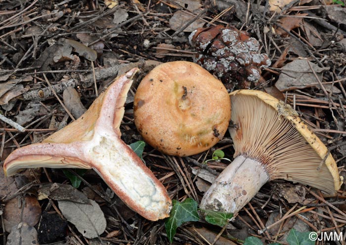 Lactarius sanguifluus