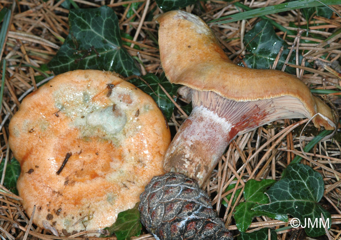 Lactarius sanguifluus