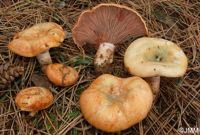 Lactarius sanguifluus