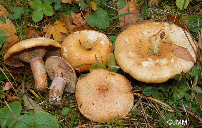 Lactarius sanguifluus