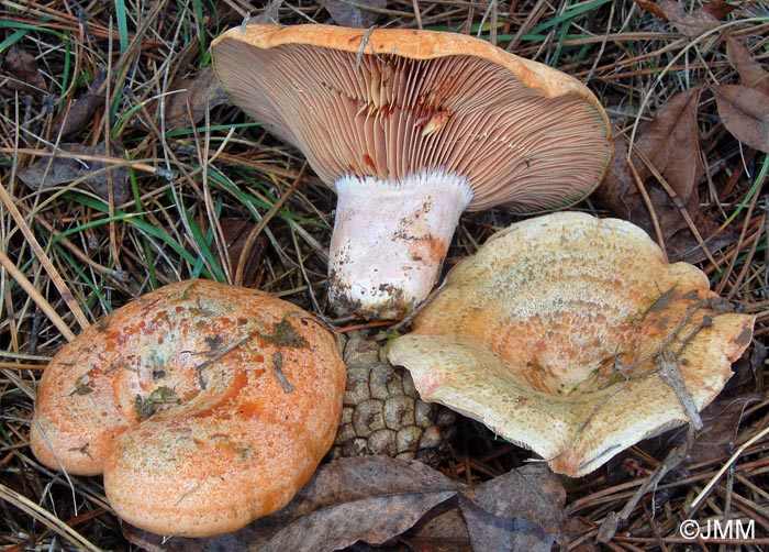 Lactarius sanguifluus