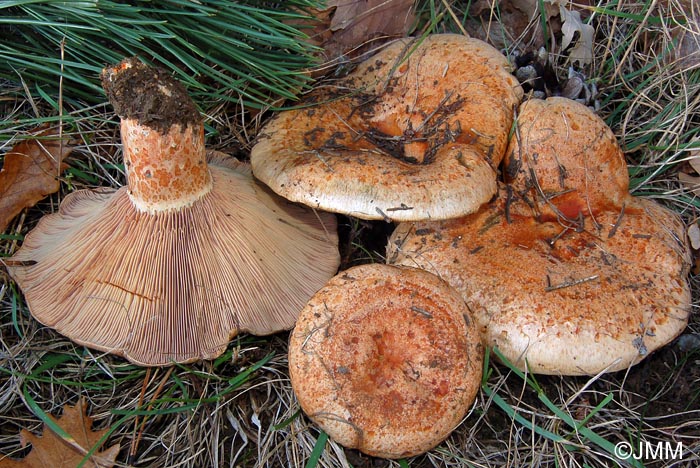 Lactarius sanguifluus