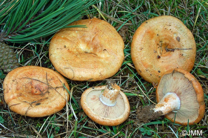 Lactarius sanguifluus