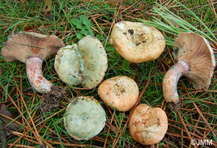 Lactarius sanguifluus