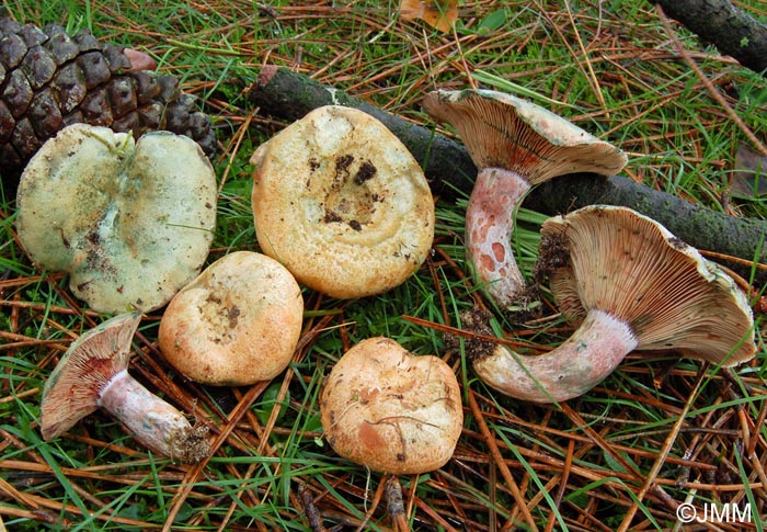 Lactarius sanguifluus