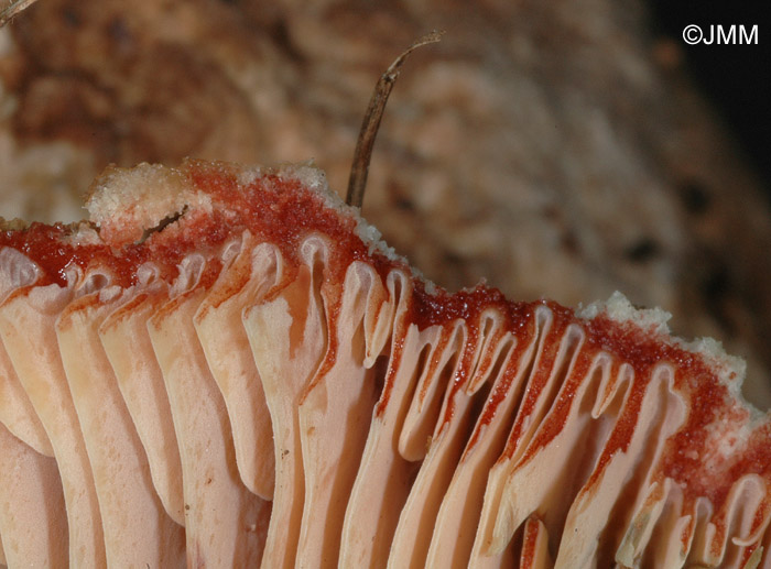 Lactarius sanguifluus : lait d'emble rouge sang