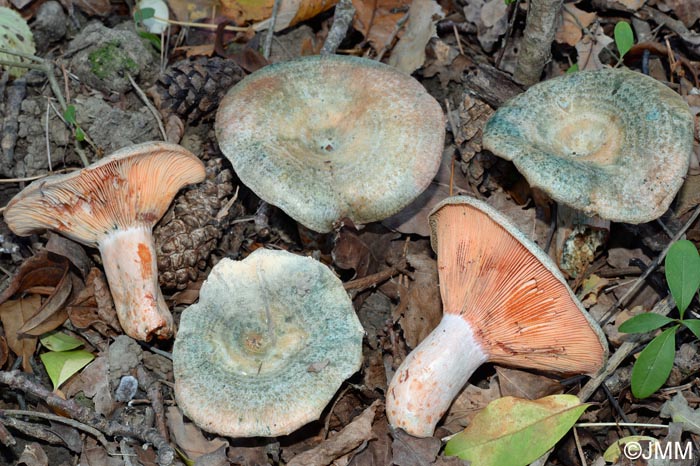 Lactarius sanguineovirescens