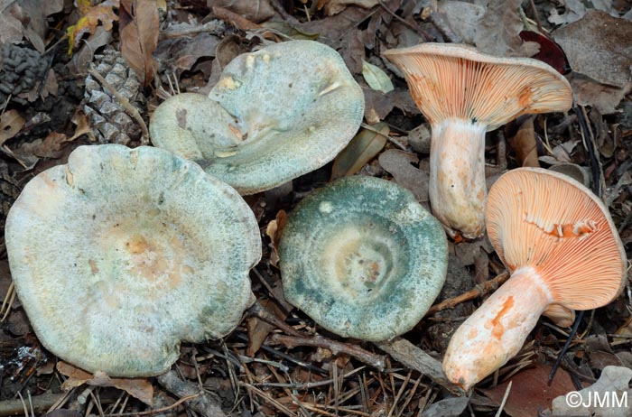 Lactarius sanguineovirescens