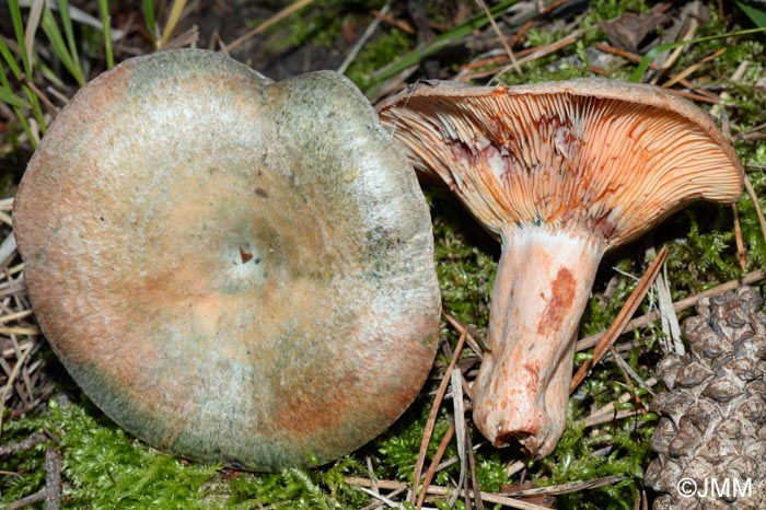 Lactarius sanguineovirescens