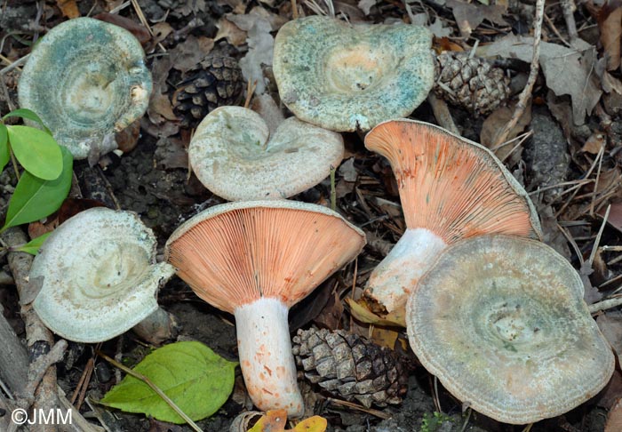 Lactarius sanguineovirescens