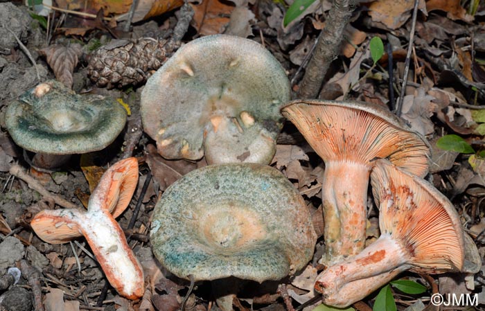 Lactarius sanguineovirescens