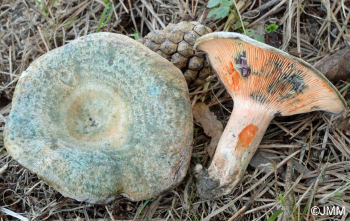 Lactarius sanguineovirescens