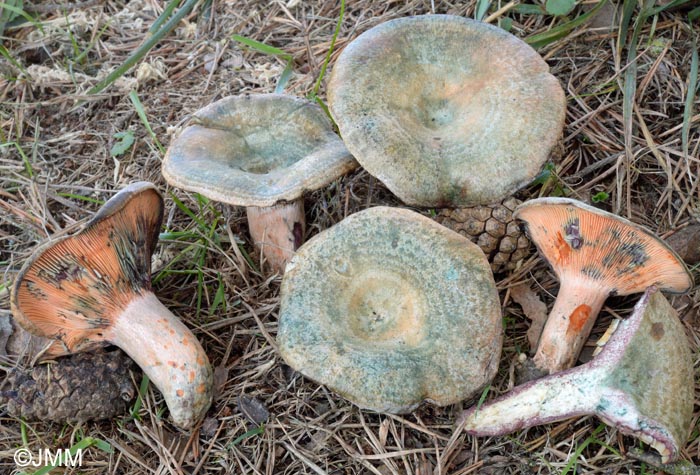 Lactarius sanguineovirescens