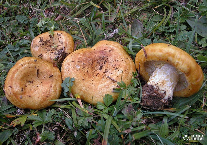 Lactarius scrobiculatus